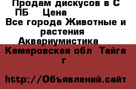 Продам дискусов в С-ПБ. › Цена ­ 3500-4500 - Все города Животные и растения » Аквариумистика   . Кемеровская обл.,Тайга г.